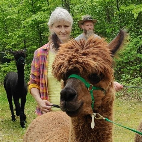 Gåtur med alpaca